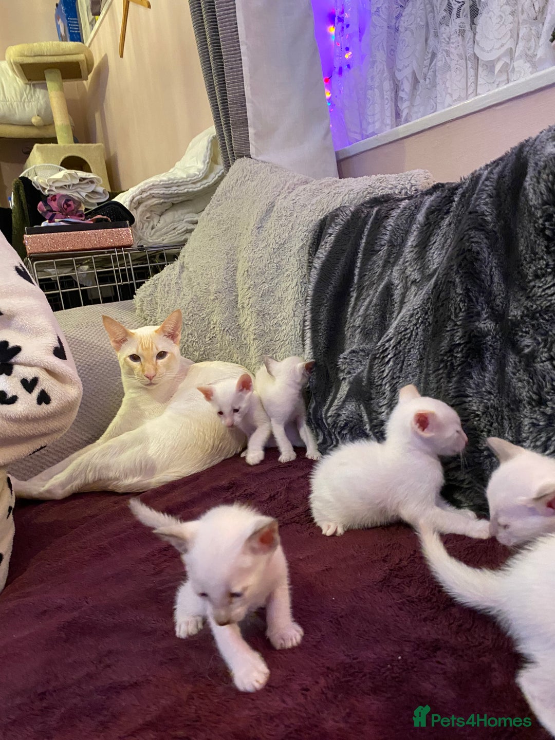 Siamese cats for sale: Siamese kittens for sale  - Advert 14