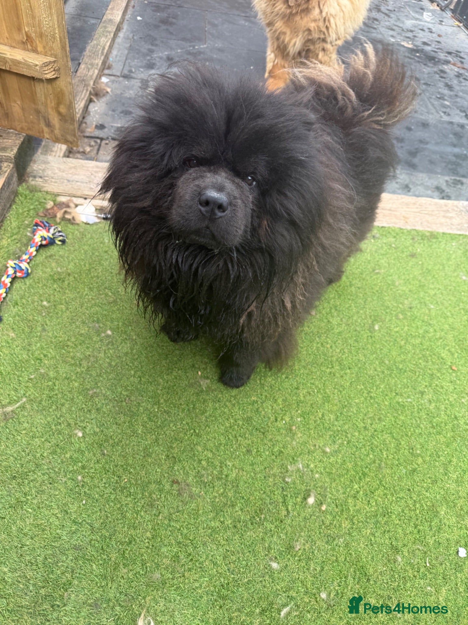 Chow Chow dogs Black chow chow - Advert 8