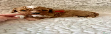 Cavapoo Puppy 3