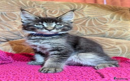 Maine Coon cats for sale: 🐾 Giant GCCF Maine Coon Kitties Champion Lines - Image 5