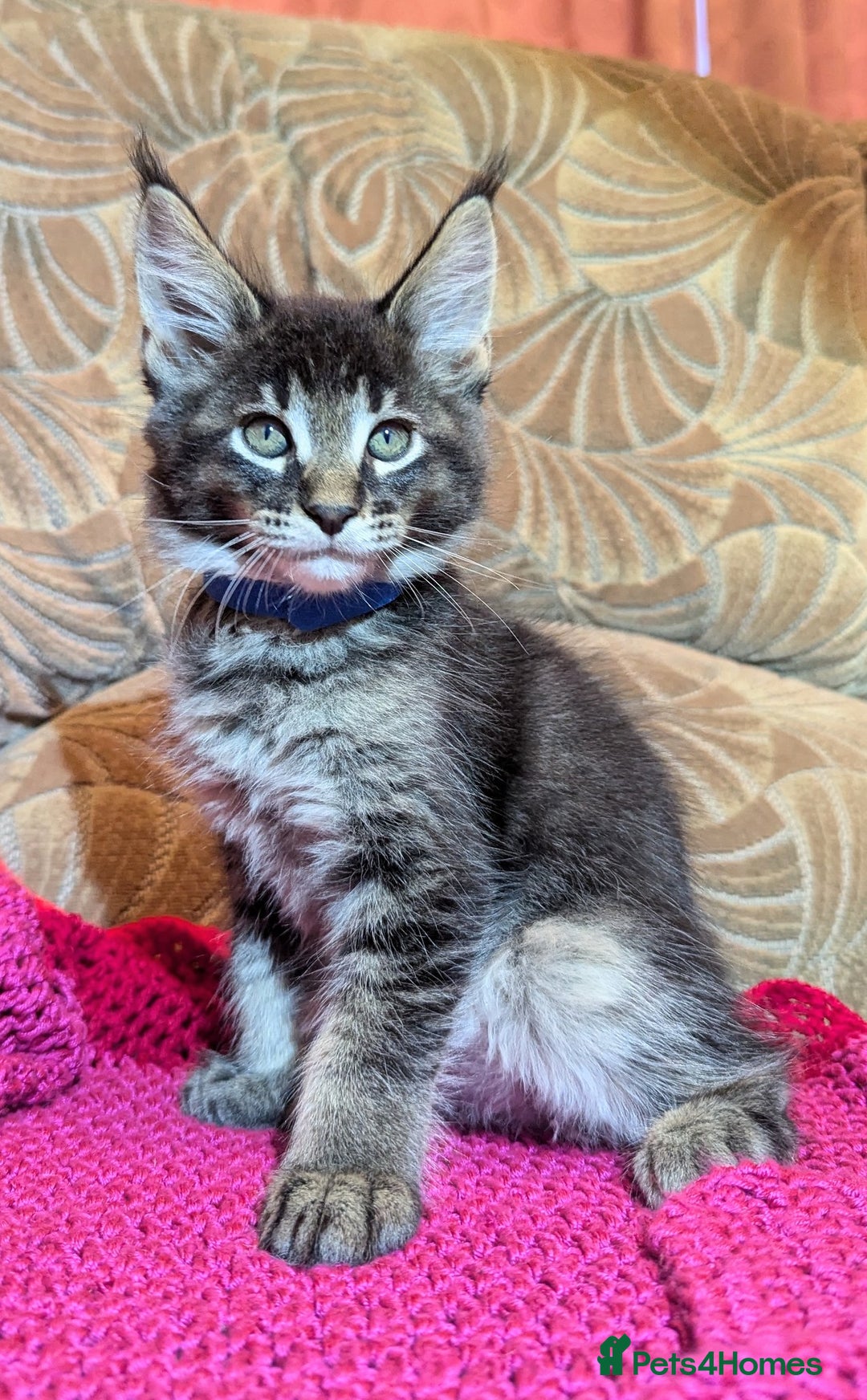 Maine Coon cats for sale: 🐾 Giant GCCF Maine Coon Kitties Champion Lines - Image 5