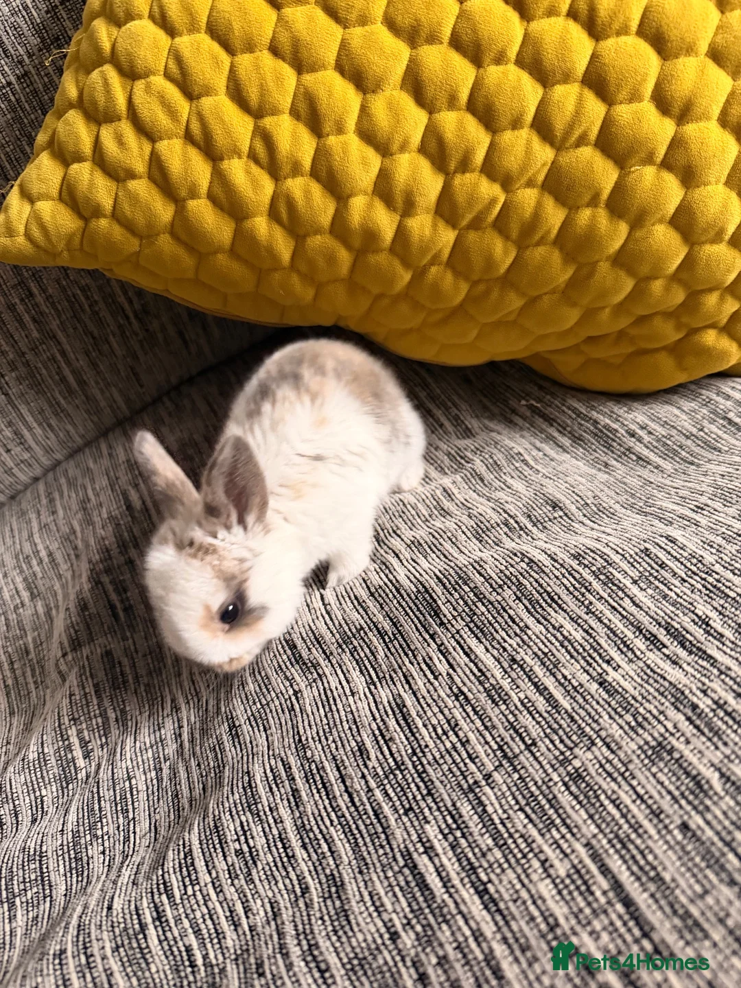 English Lop rabbits for sale: Baby bunnies for sale in Ulverston - Advert 2