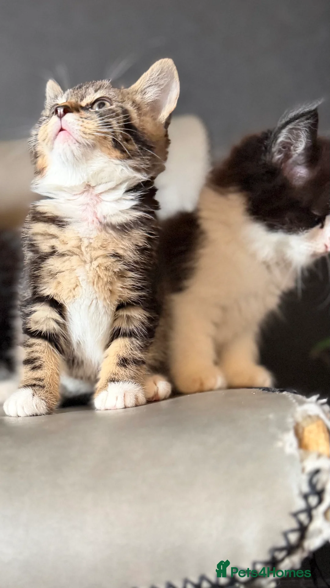 Mixed Breed cats for sale: Ragdoll x - Advert 6