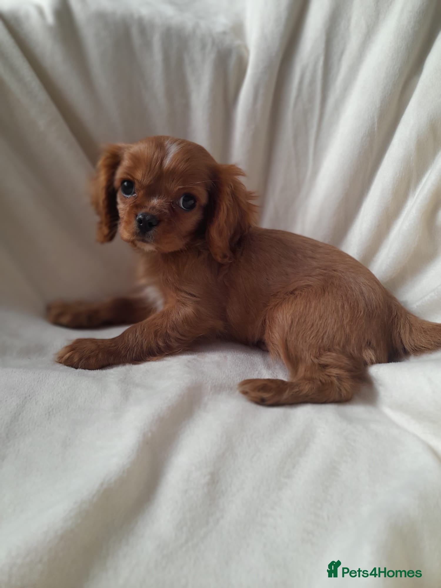 Cavalier King Charles Spaniel dogs King charles cavalier Pups - Advert 2