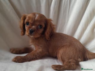 Cavalier King Charles Spaniel dogs King charles cavalier Pups - Advert 2
