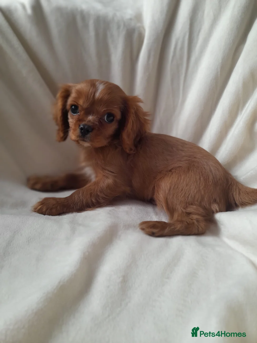 Cavalier King Charles Spaniel dogs for sale: King charles cavalier Pups - Advert 2