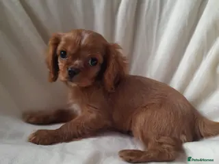 Cavalier King Charles Spaniel dogs King charles cavalier Pups - Advert 11
