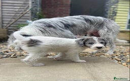 Mixed Breed dogs for sale: Poodle cross - Image 21