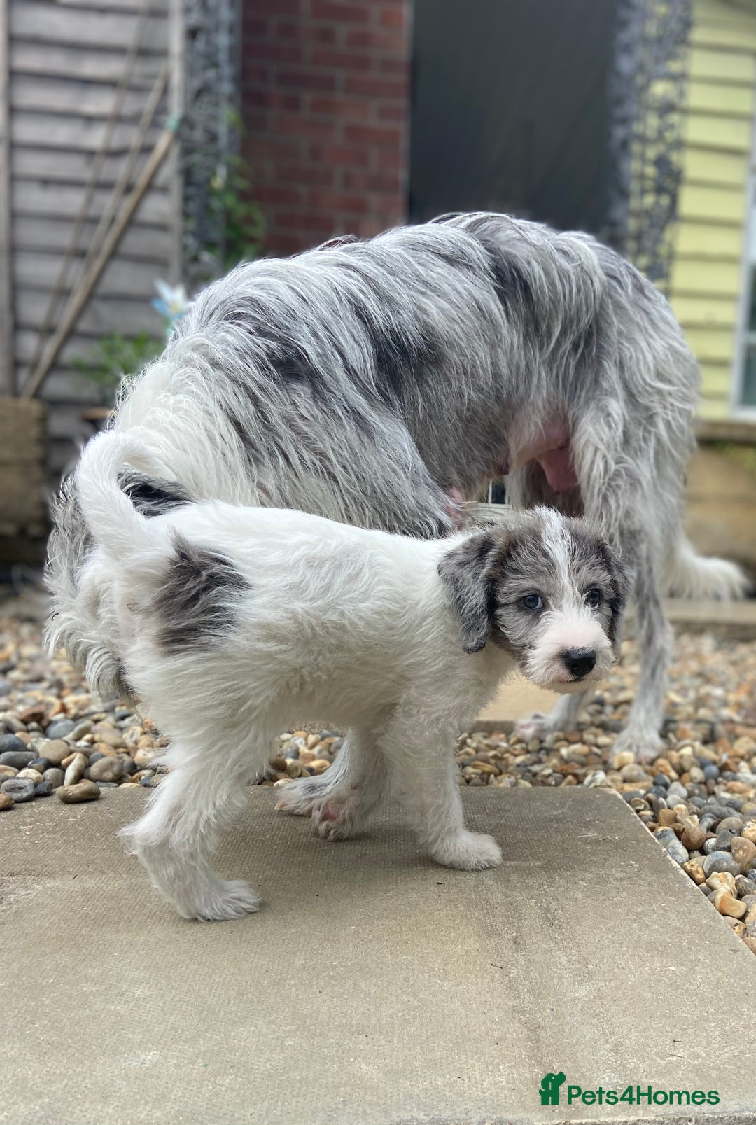 Mixed Breed dogs for sale: Poodle cross - Image 21