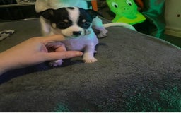 Chihuahua dogs for sale: Chihuahua puppies for sale  - Advert 1