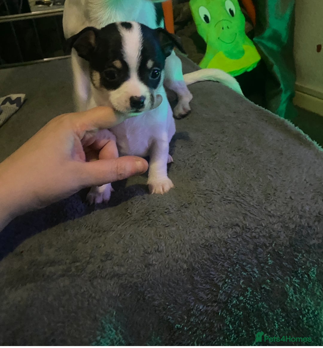 Chihuahua dogs for sale: Chihuahua puppies for sale  - Advert 1