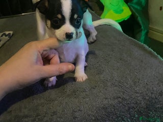 Chihuahua dogs Chihuahua puppies for sale - Advert 1