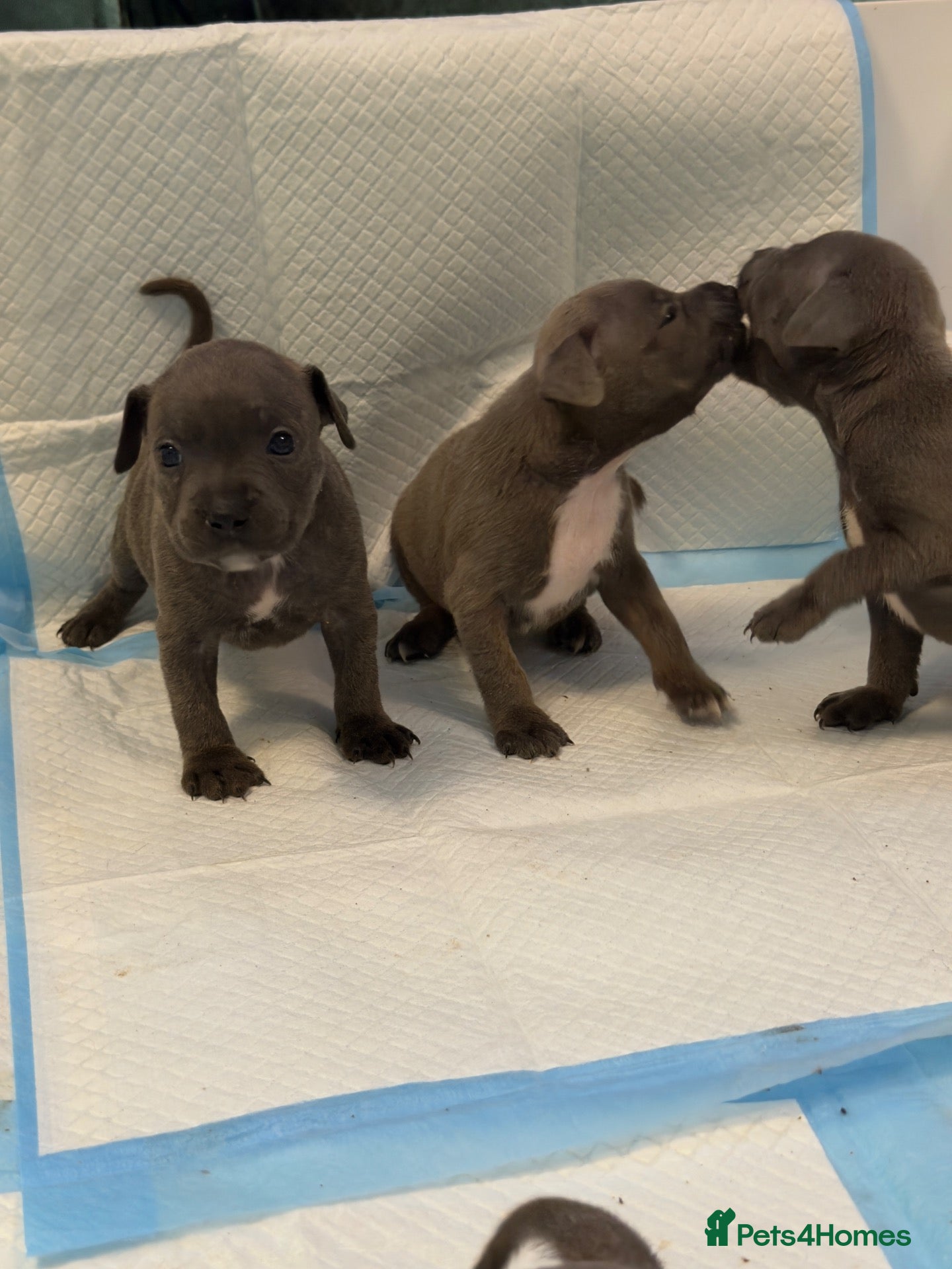 Staffordshire Bull Terrier dogs KC Registered Blue Staffordshire Bull Terrier Pups - Advert 1