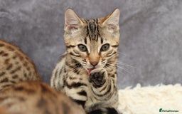 Bengal cats for sale: 🔥Stunning Bengal Kittens last little girl left 🔥 - Image 17