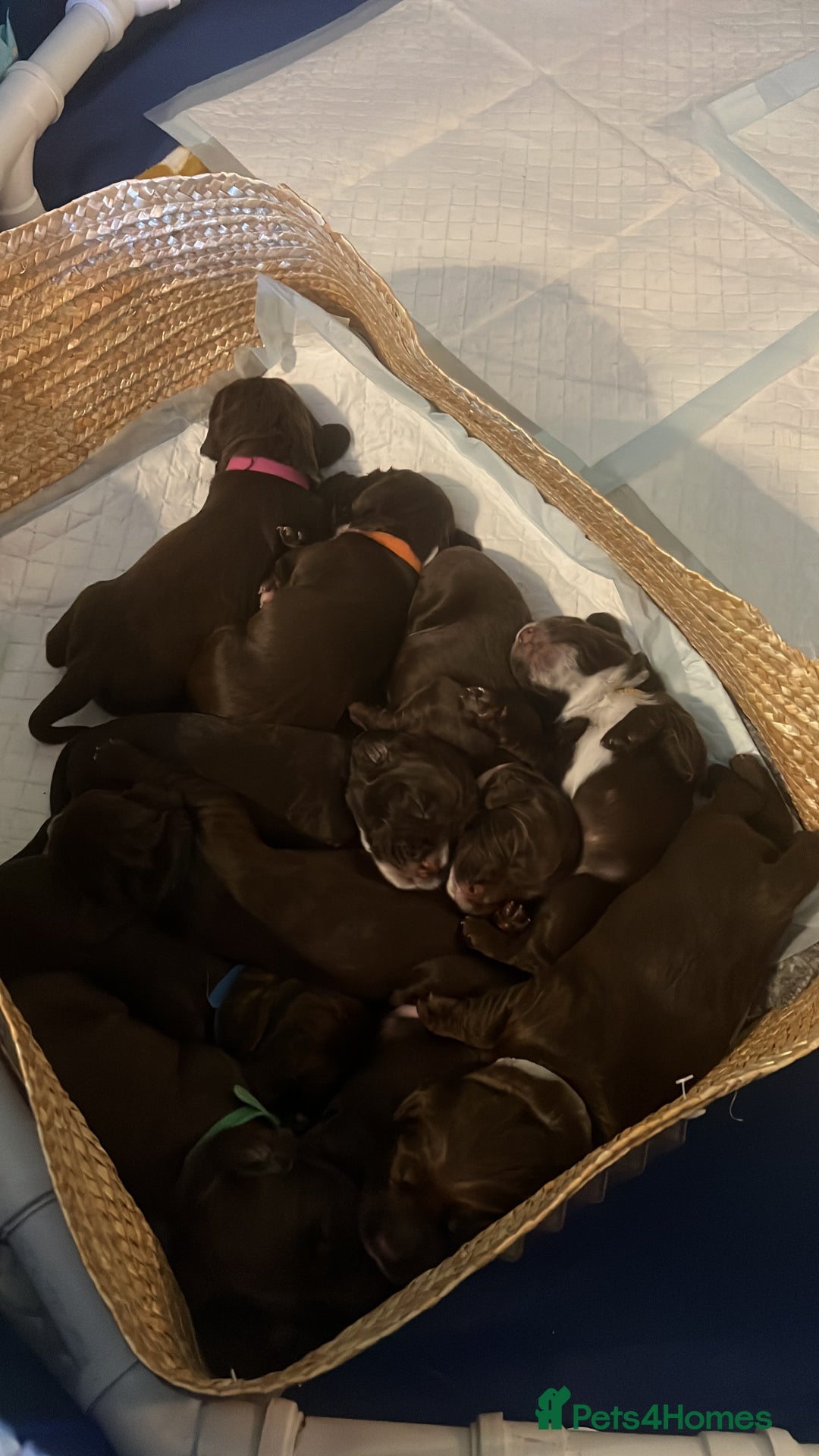 Sprocker dogs for sale: Beautiful Liver/Chocolate & White Sprocker Puppies - Image 2