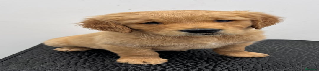 Golden Retriever Puppy 3