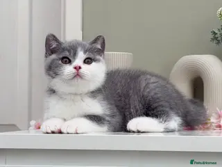 British Shorthair cats Champion bred Quality kittens - Advert 6
