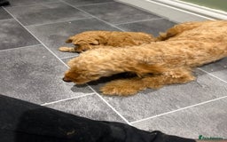 Maltipoo dogs for sale: Toy poodle puppy for sale maltipoo - Image 11
