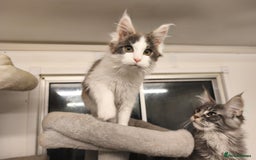 Maine Coon cats for sale: GCCF registered Maine Coon - Image 14