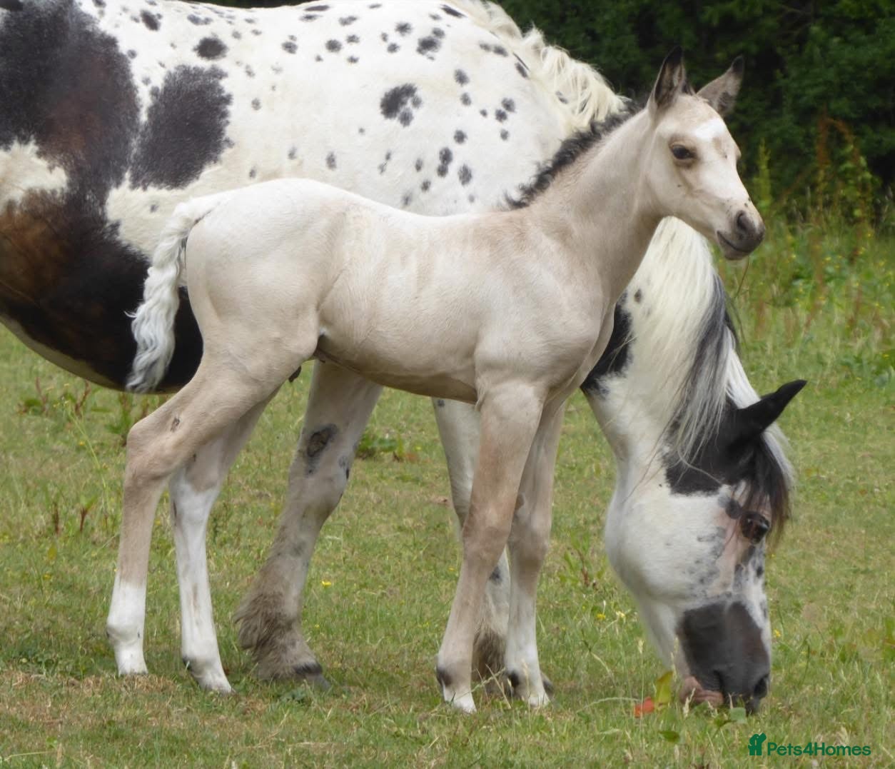 American Quarter horses Quality Part Bred American Quarter Horse - Advert 10