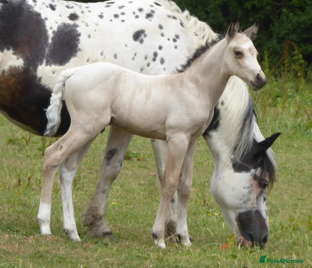 American Quarter horses for sale: Quality Part Bred American Quarter Horse in Romsey - Advert 1