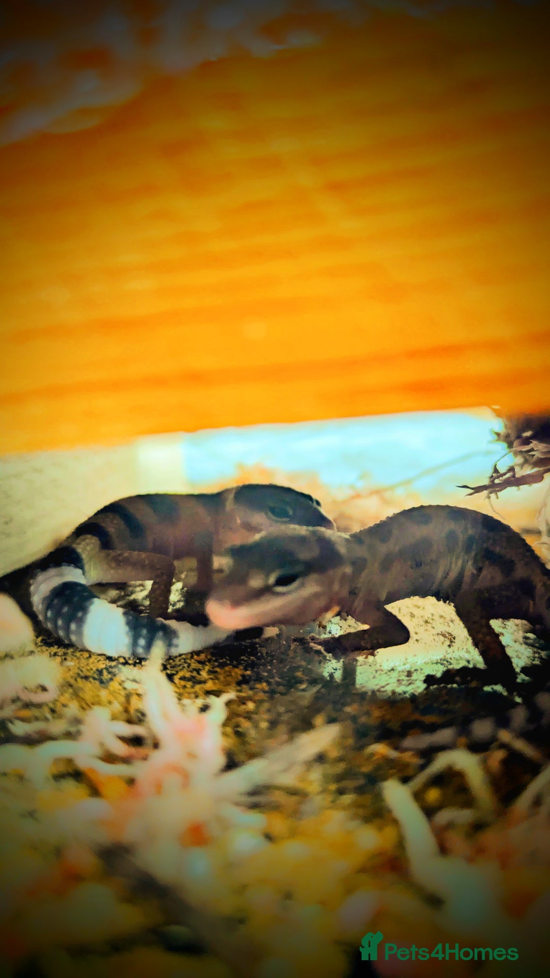 Leopard Gecko reptiles for sale: 2 Baby Leopard Geckos! - Image 3