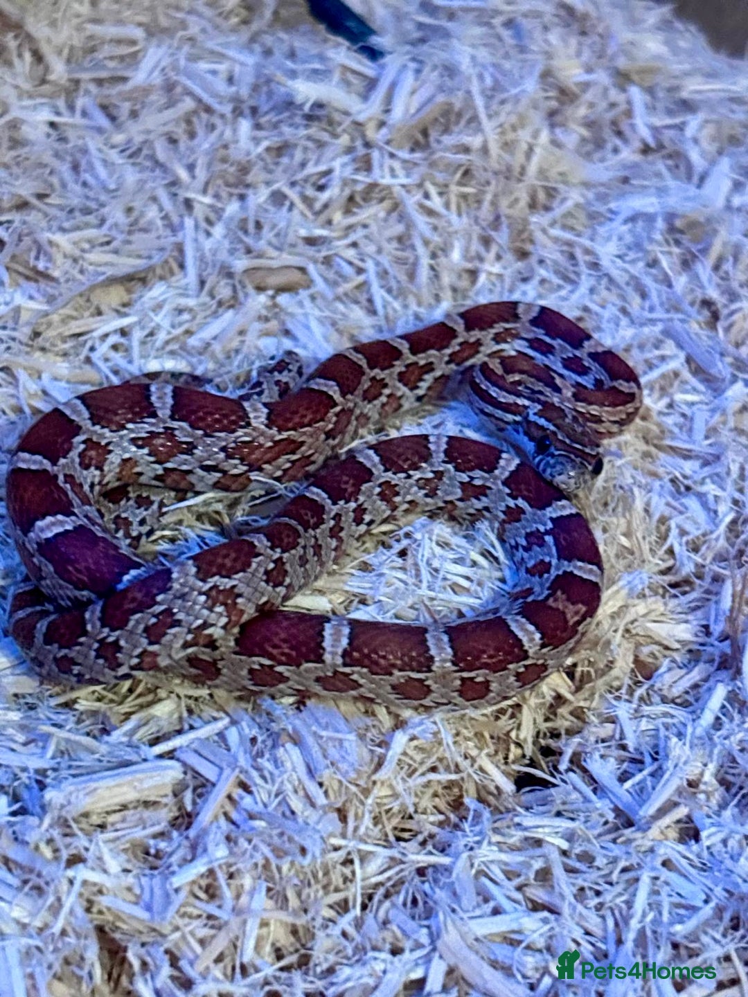 Corn Snake reptiles for sale: Cornsnakes - Advert 4