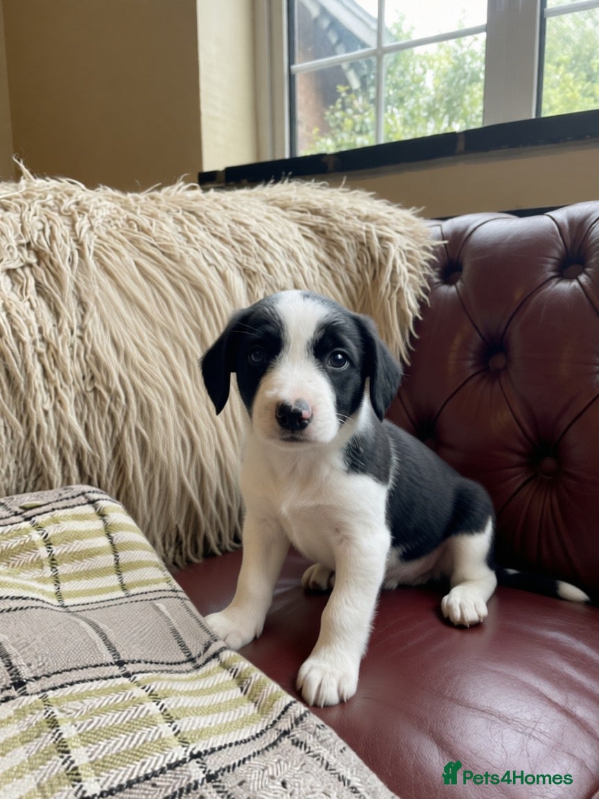 Sprollie dogs ⚡️Stunning Sprollie Puppies⚡️ - Advert 6