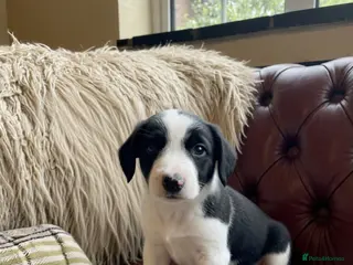 Sprollie dogs ⚡️Stunning Sprollie Puppies⚡️ - Advert 6