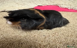 Guinea Pig rodents for sale: Peruvian Tri coloured baby boar  - Advert 7
