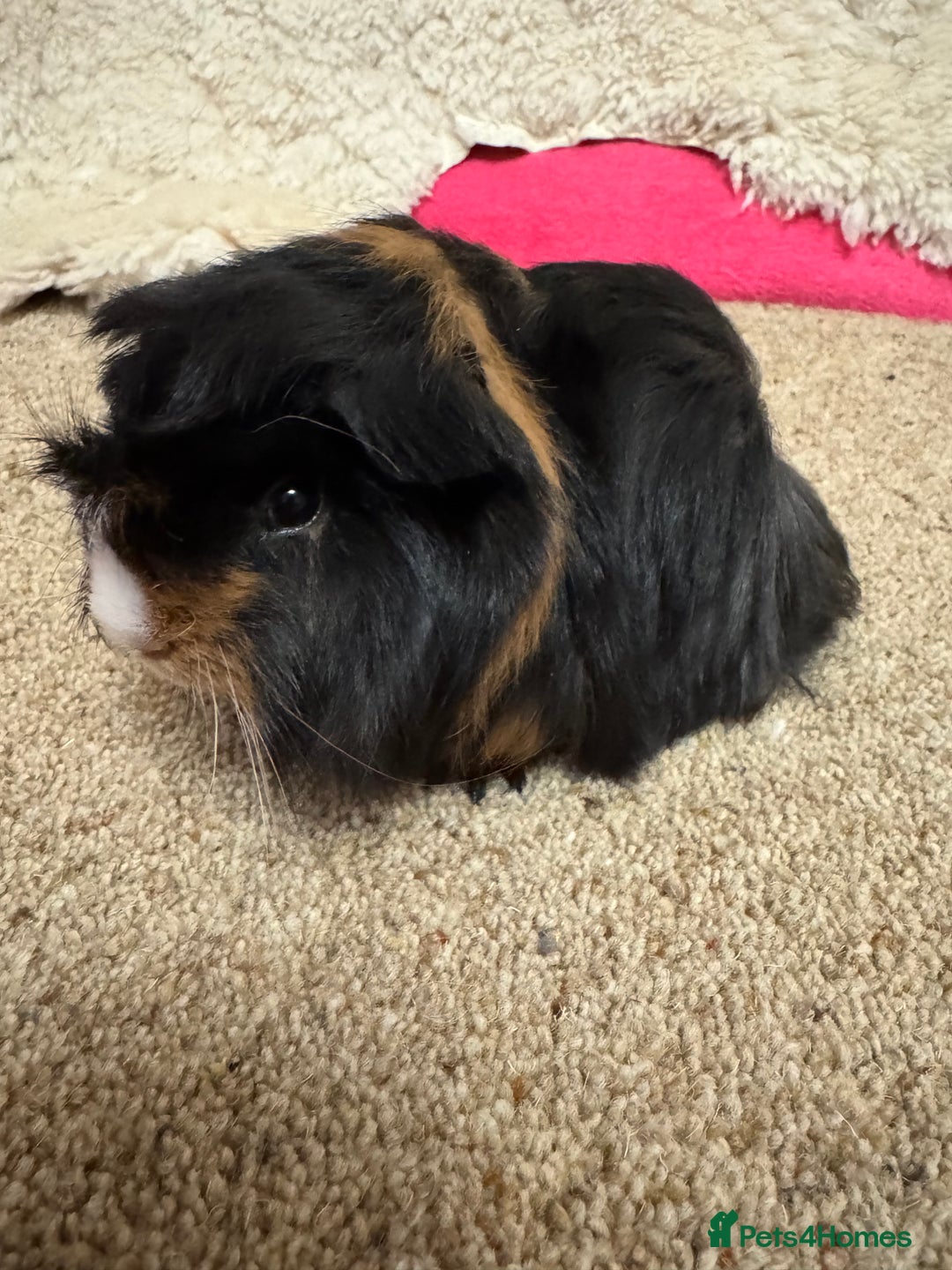 Guinea Pig rodents for sale: Peruvian Tri coloured baby boar  - Advert 7