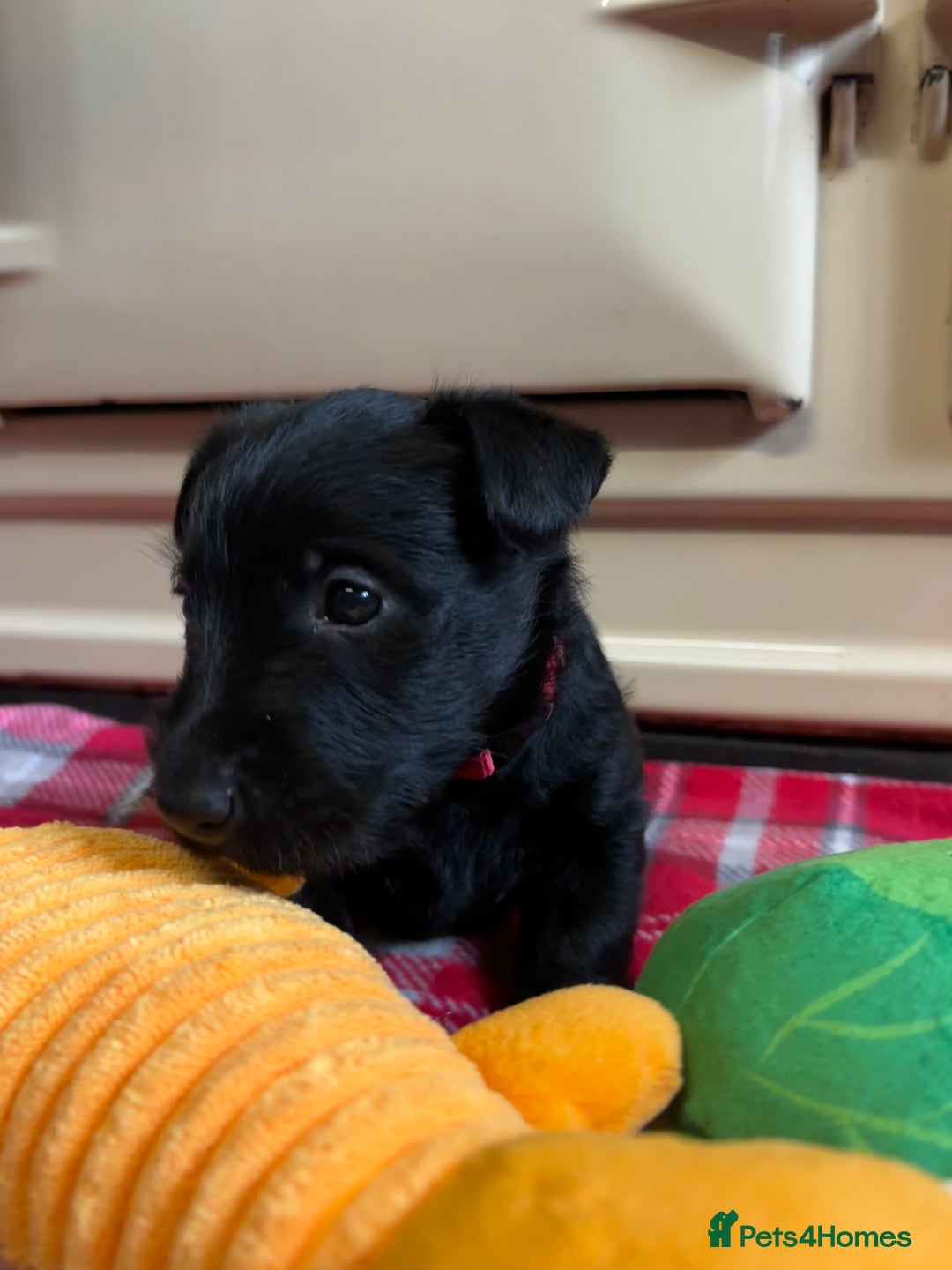 Scottish Terrier dogs for sale: KC Registered Black Scottish terrier  - Advert 14