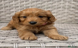 Cockapoo dogs for sale: 😍😍 F1 cockapoo puppies 😍😍 - Image 18