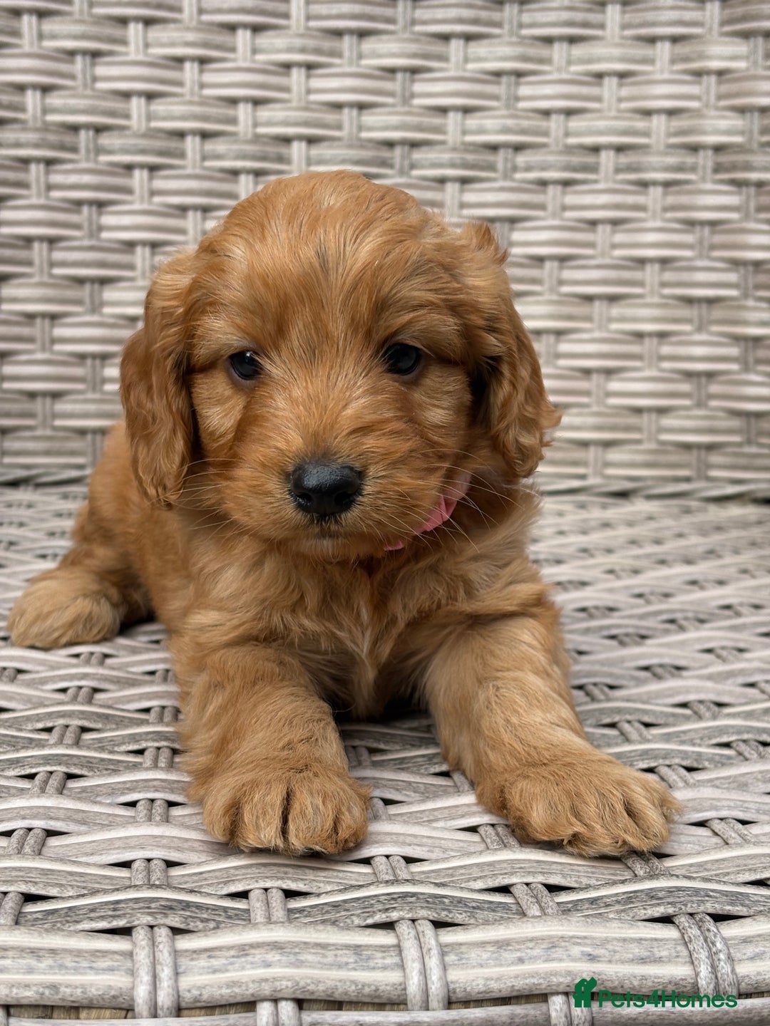 Cockapoo dogs for sale: 😍😍 F1 cockapoo puppies 😍😍 - Image 18
