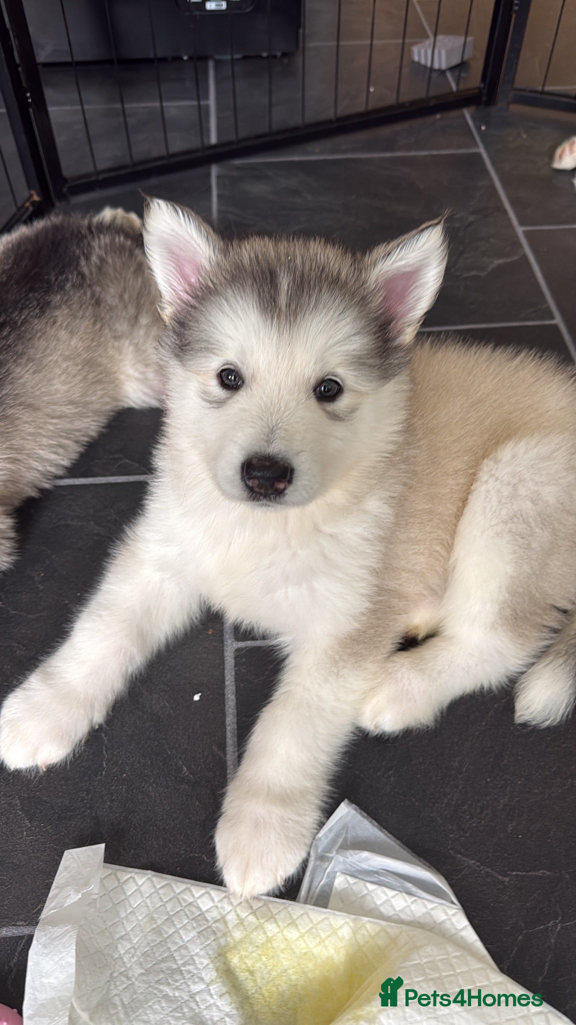 Alaskan Malamute dogs Alaskian malamute puppies  - Advert 8