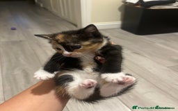Mixed Breed cats for sale: Beautiful Boy Left 🩵 - Image 9
