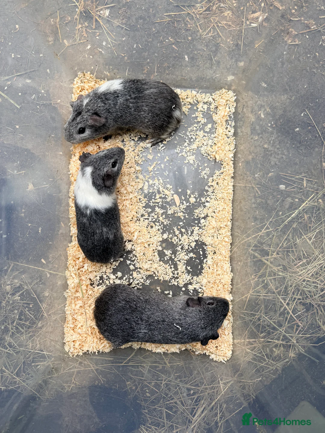 Guinea Pig rodents for sale: Guinea pigs and set up  - Advert 3