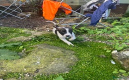 Lurcher dogs for sale: Eight gorgeous mix breed pups - Image 19