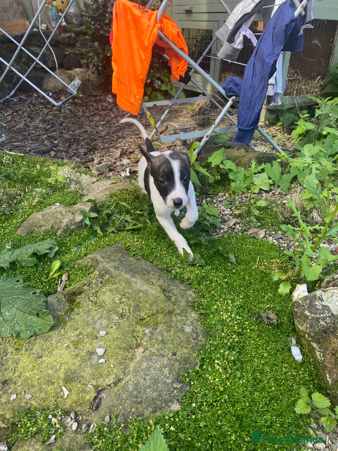Lurcher dogs for sale: Eight gorgeous mix breed pups - Image 19