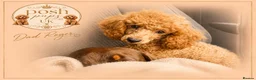 Toy Poodle dogs for sale: 🐾meet Tallulah‘s beautiful litterof3 girlsand1boy - Advert 3