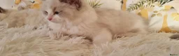 Ragdoll cats for sale: 💕BEAUTIFUL TICA REGISTERED RAGDOLLS KITTENS 💕 - Advert 18