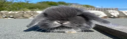 Mini Lop rabbits for sale: Baby mini lop for sale (male) in Stranraer - Advert 4