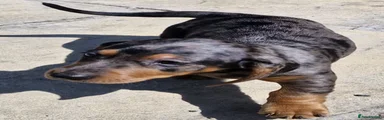 Dachshund 7