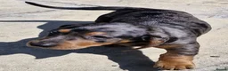 Dachshund dogs for sale: Beautiful Dachshund Puppies  - Advert 3