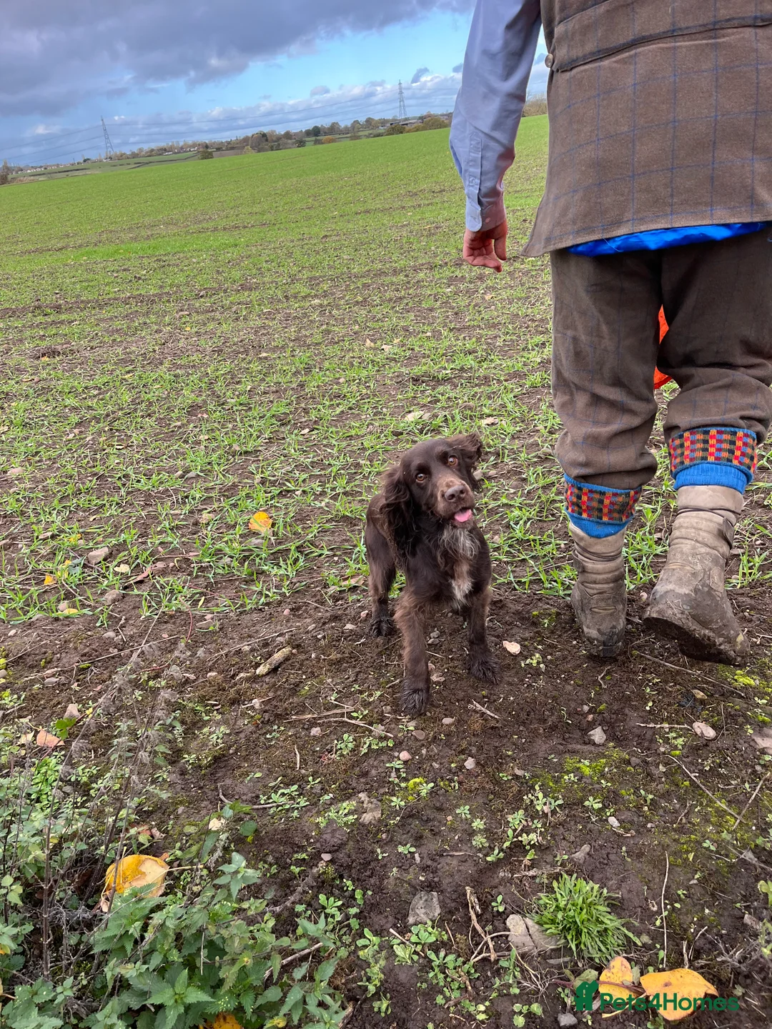 Cocker Spaniel dogs for stud: Liver Cocker Spaniel at Stud - Advert 4