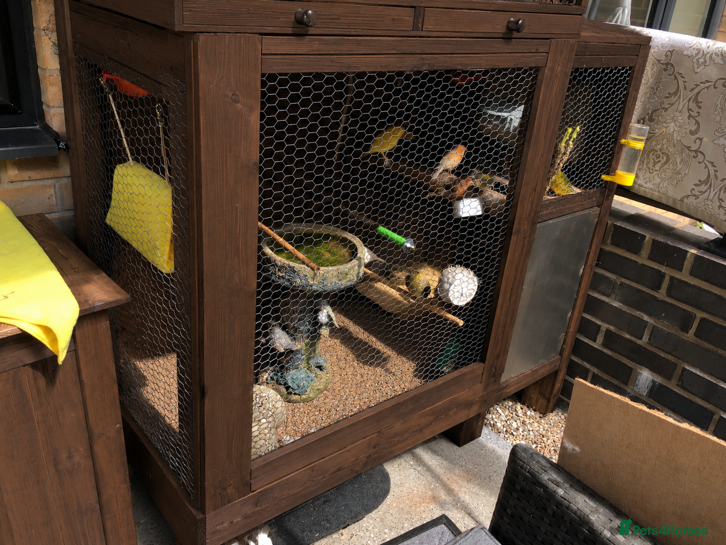 Canaries birds Canary - Advert 4