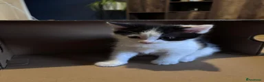 Mixed Breed Kitten 1