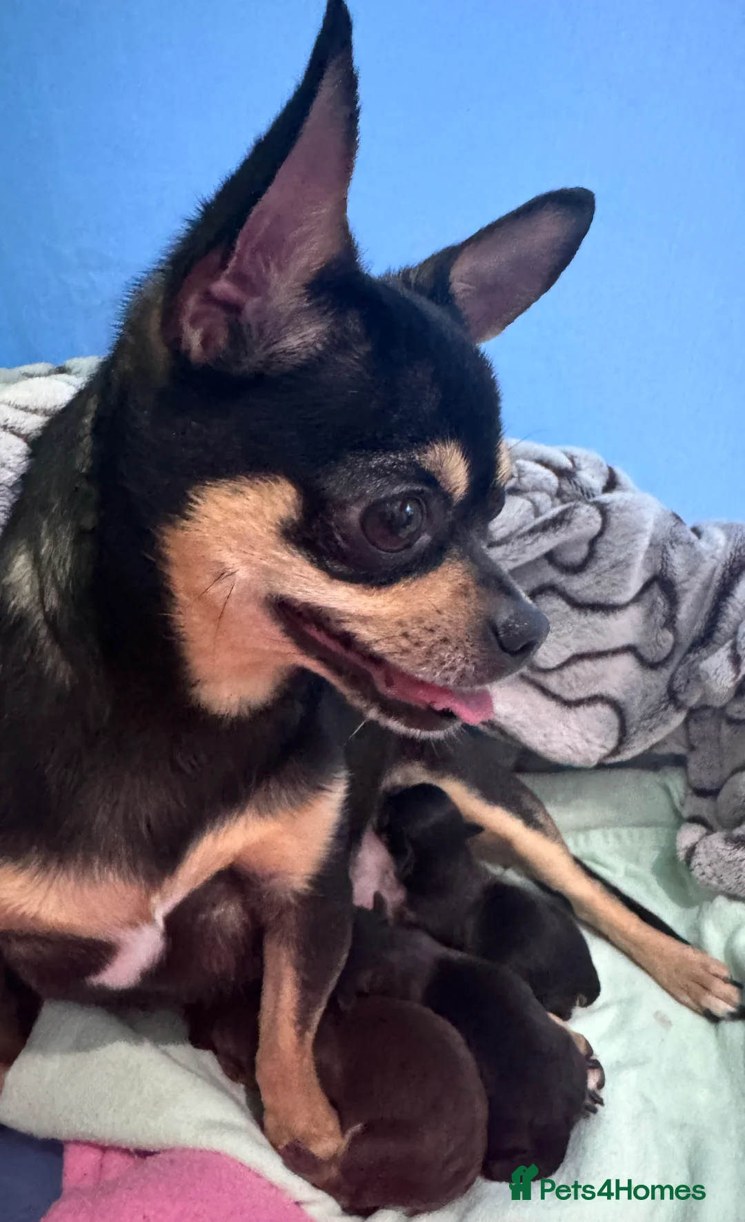 Chihuahua dogs for stud: STUNNING CREAM SMOOTH COAT CHIHUAHUA OPEN AT STUD in Grays - Advert 11