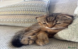 Scottish Fold cats for sale: Gorgeous girl looking for a new home  - Image 3