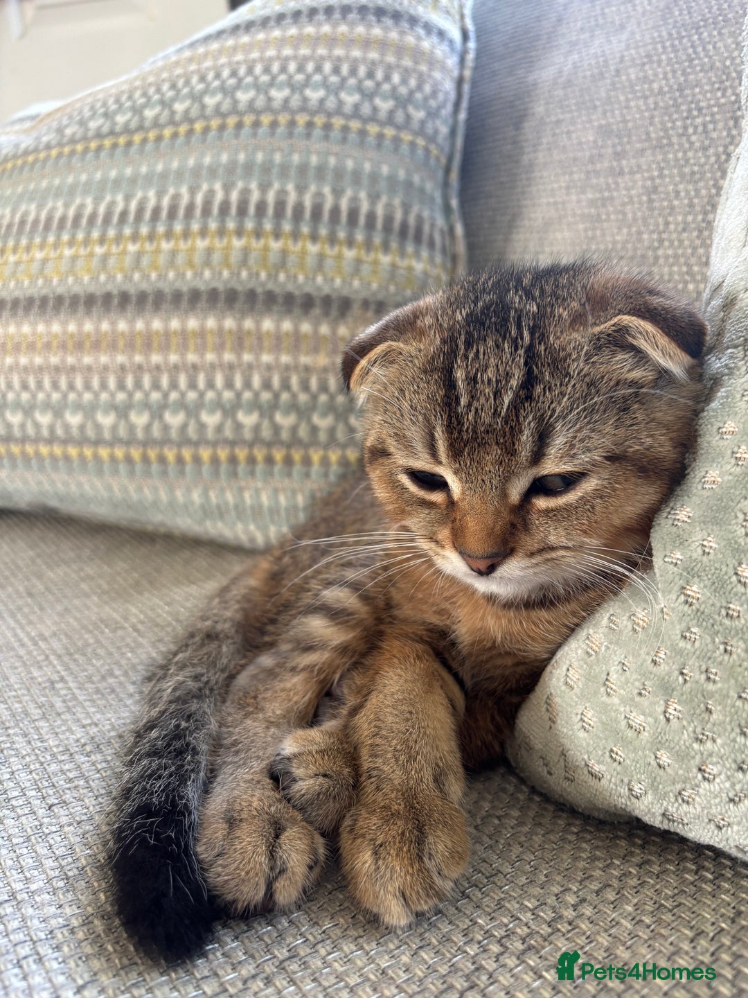 Scottish Fold cats for sale: Gorgeous girl looking for a new home  - Image 3